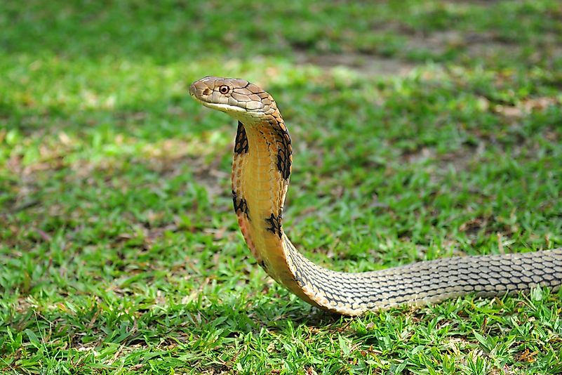 #4 King Cobra