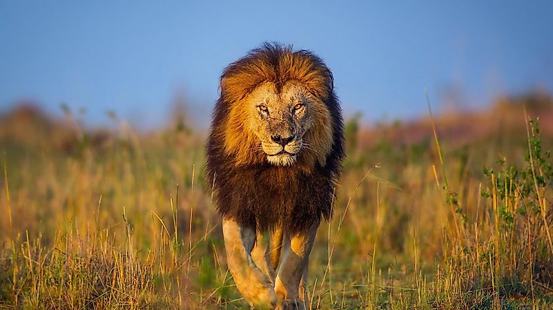#4 Lion