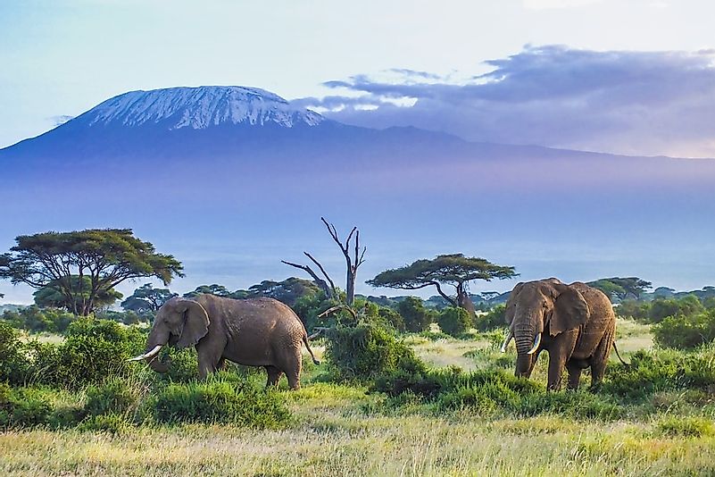 # 6 elefantes africanos 