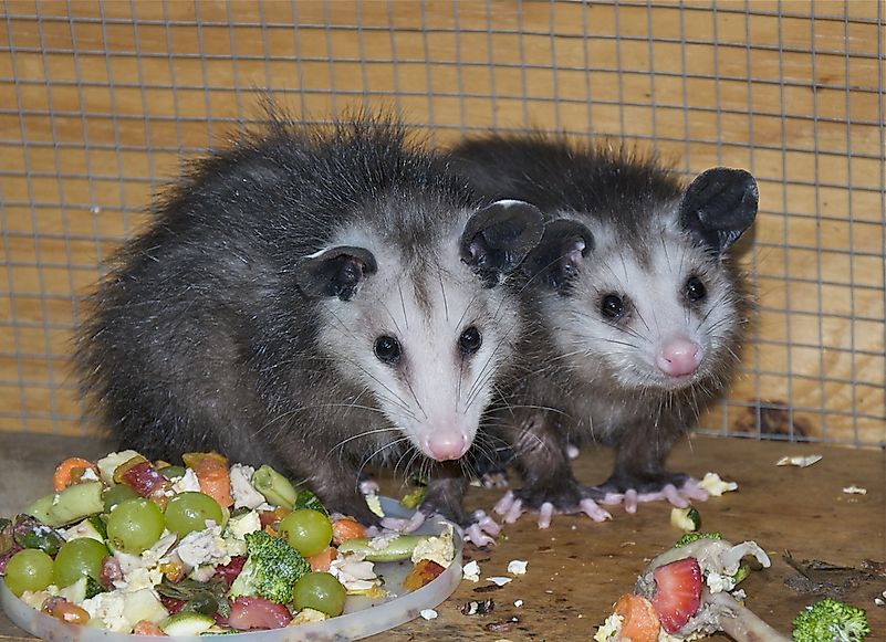Possums sharing a meal.