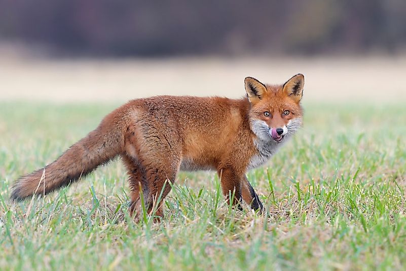 #9 Red Fox