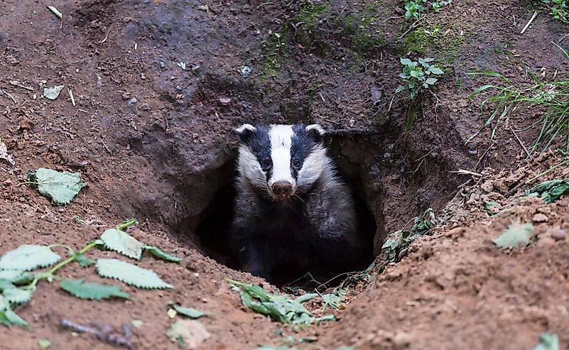 #3 Badger
