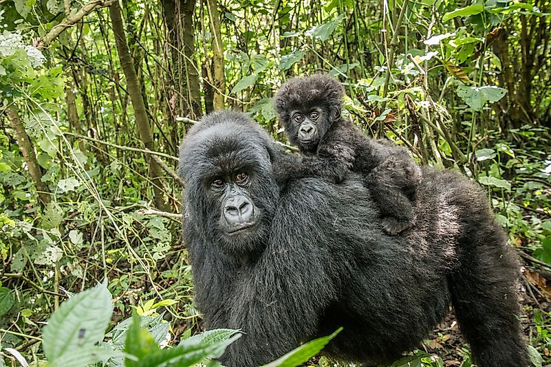 #6 Eastern Gorilla