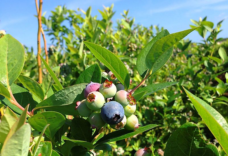 #8 Florida - 16 Million Pounds of Blueberries Produced