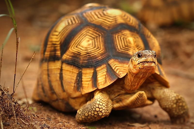 #9 Angonoka Tortoise