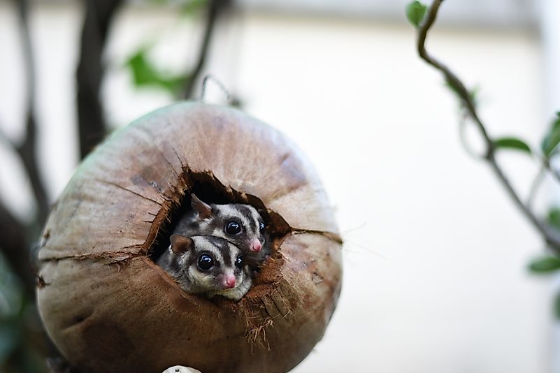 Sugar Gliders in a coconut shell house. Sugar Gliders in a coconut shell house.