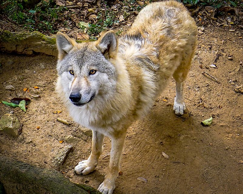#7 Tibetan Wolf