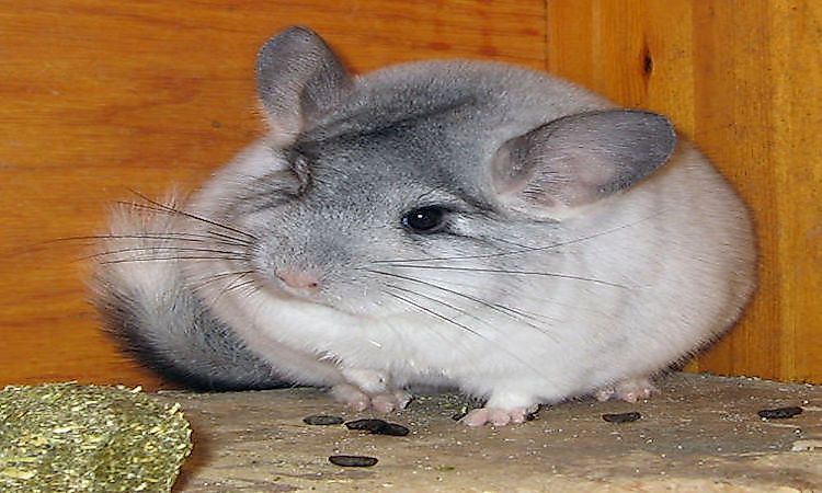 #12 Chinchilla -