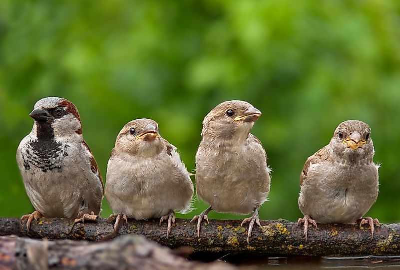 House sparrow male with chicks. Image credit: Nick Vorobey/Shutterstock.com