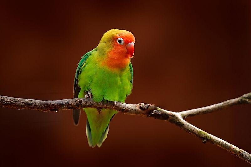 #7 Lilian's Lovebird