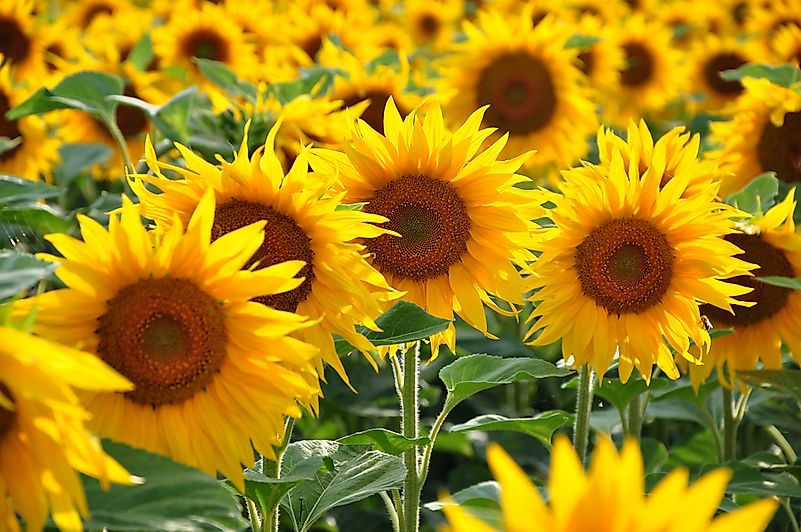 Sunflower Sunflower