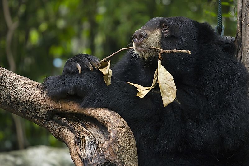 An Asiatic black bear. Image credit: Atibordee Kongprepan/Shutterstock.com An Asiatic black bear. Image credit: Atibordee Kongprepan/Shutterstock.com