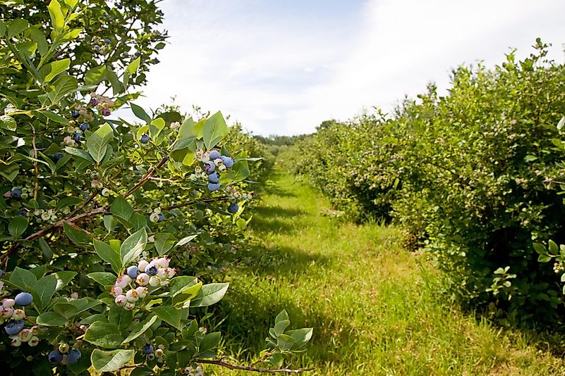#3 Michigan - 92 Million Pounds of Blueberries Produced