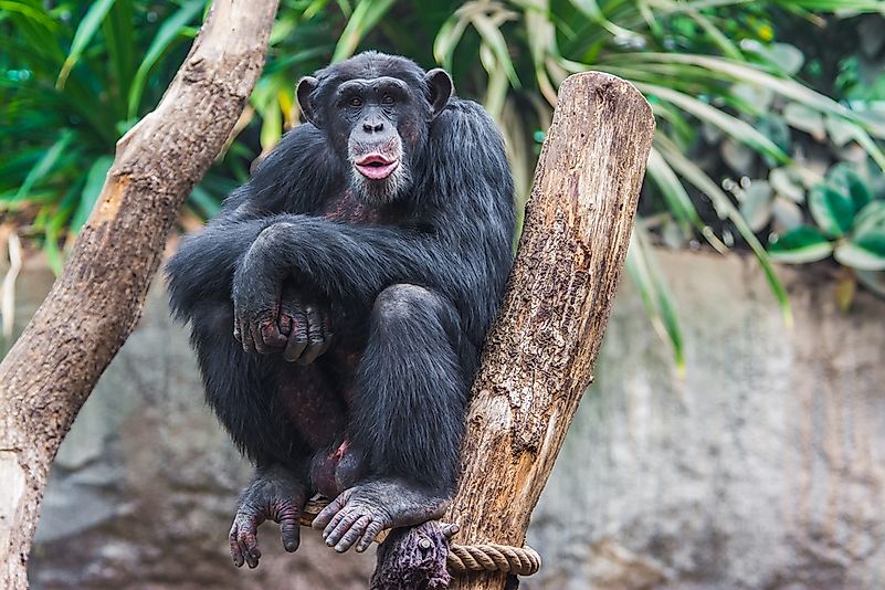 #1 Western Chimpanzee