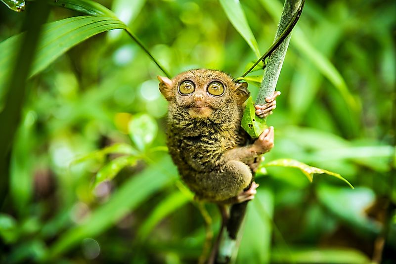 The Philippine tarsier (Carlito syrichta) is a species of tarsier endemic to the Philippines. It is one of the smallest known primates. The Philippine tarsier (Carlito syrichta) is a species of tarsier endemic to the Philippines. It is one of the smallest known primates.