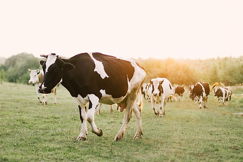 They plan to produce a new kind of cow that can adapt to hot temperatures. They plan to produce a new kind of cow that can adapt to hot temperatures.