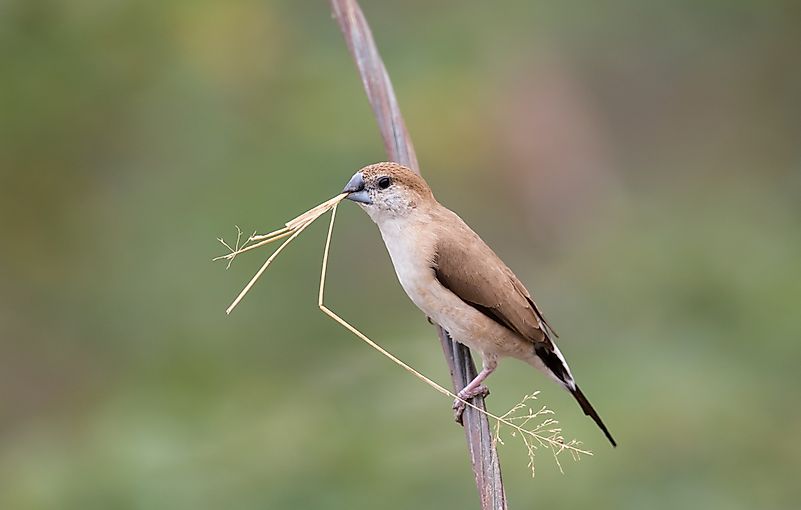 #8 White-throated munia