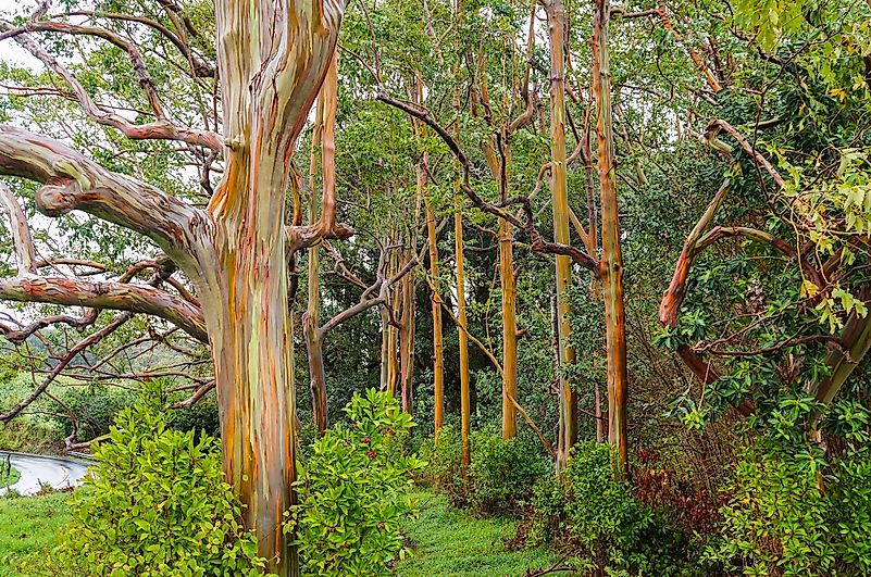 #9 Rainbow Eucalyptus, Indonesia, Papua New Guinea, Philippines