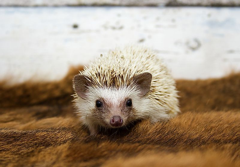 #10 North African Hedgehog