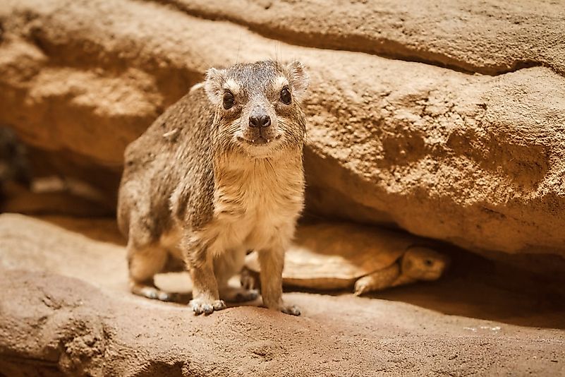 #10 Cape Hyrax