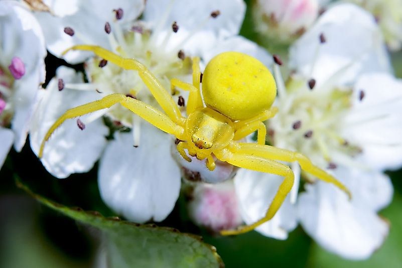#12 Goldenrod Crab Spiders
