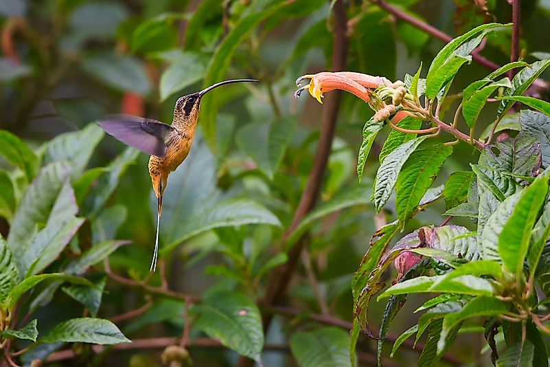 A hummingbird in the Colombian rainforest. A hummingbird in the Colombian rainforest.