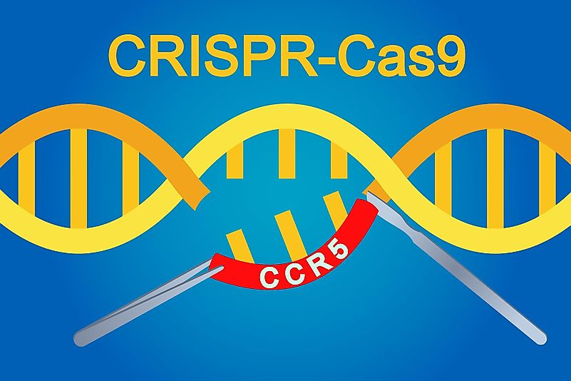 Genome editing has been a great tool when treating diseases like AIDS or leukemia. Genome editing has been a great tool when treating diseases like AIDS or leukemia.