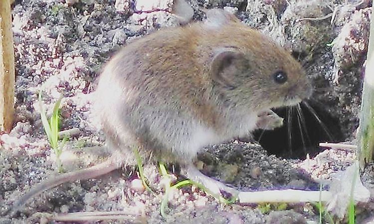 #14 Vole -