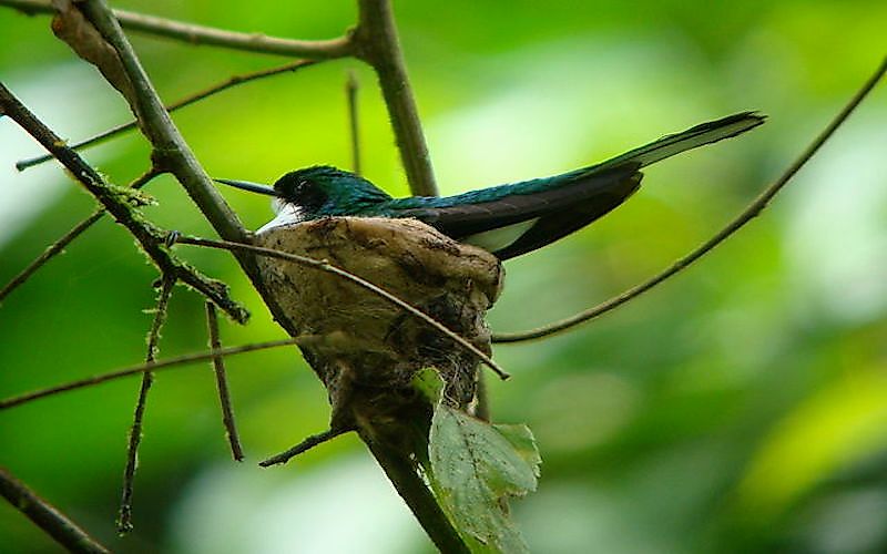 A cup nest of the purple-crowned fairy.