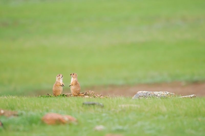 Prairie dogs in Grasslands National Park. Prairie dogs in Grasslands National Park.