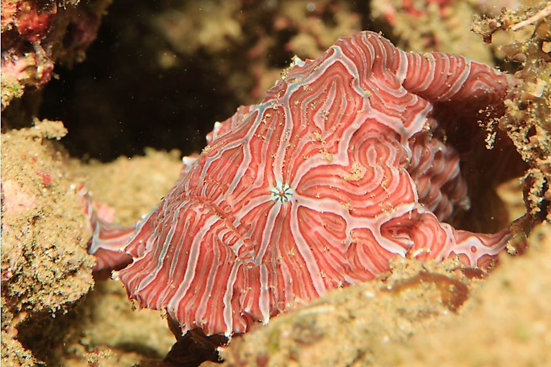 #3 Psychedelic Frogfish