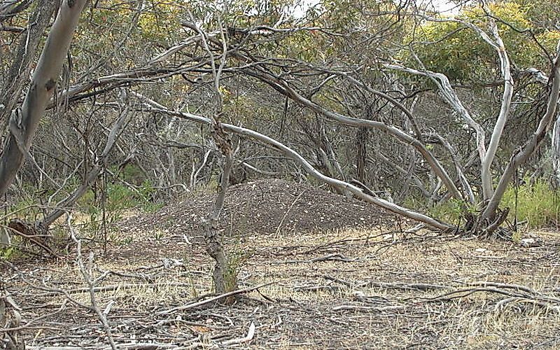 The huge mound nest of the malleefowl.