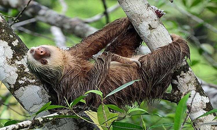 #6 Hoffmann's Two-Toed Sloth -