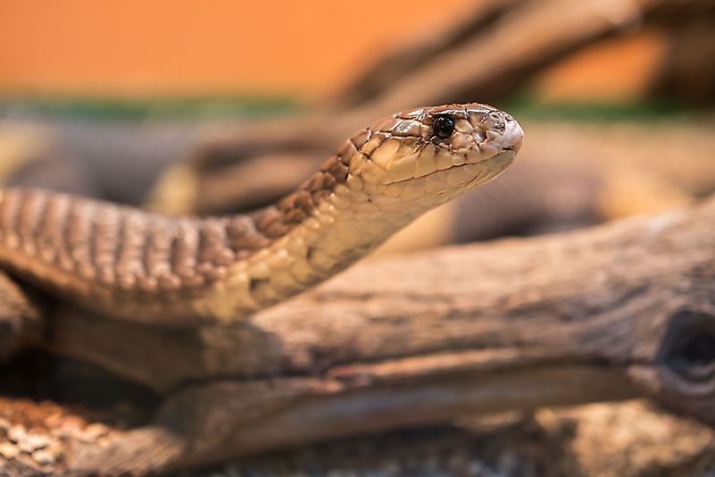 #3 Nile River Snakes