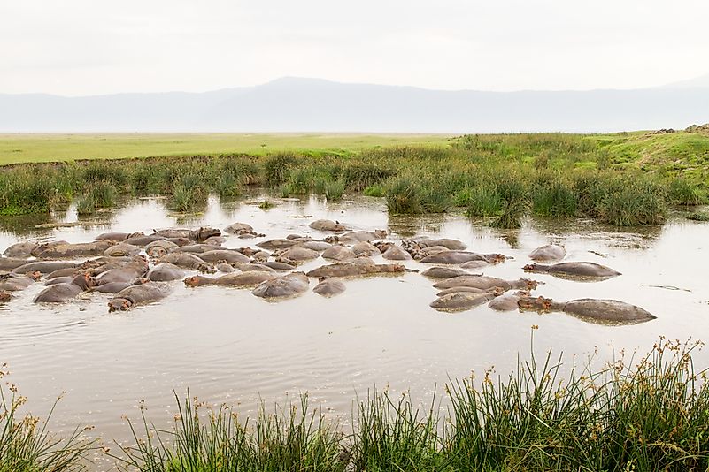 #12 Bloat of Hippopotamuses
