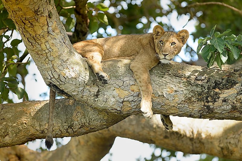 A lion in Queen Elizabeth National Park, Uganda. A lion in Queen Elizabeth National Park, Uganda.