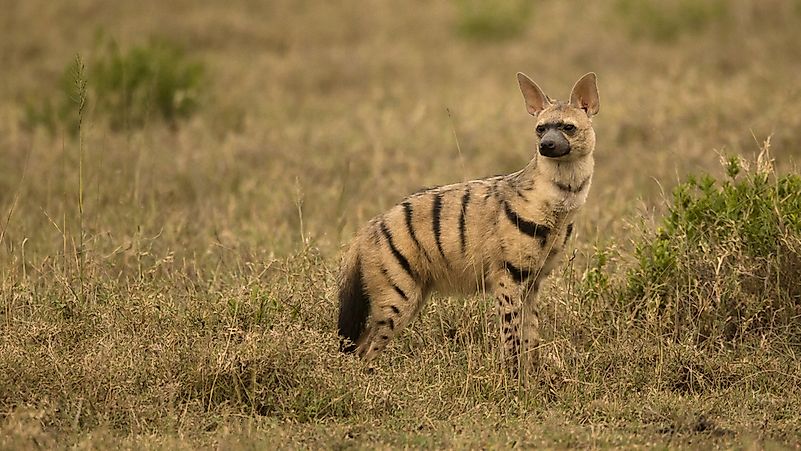 #4 Aardwolf (Proteles cristata)