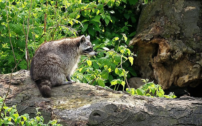 #8 Raccoon
