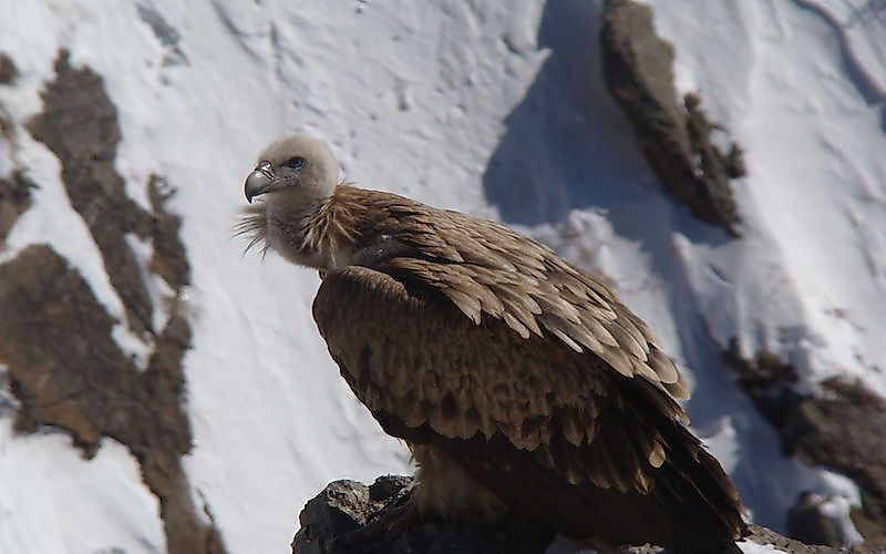 #7 Himalayan vulture