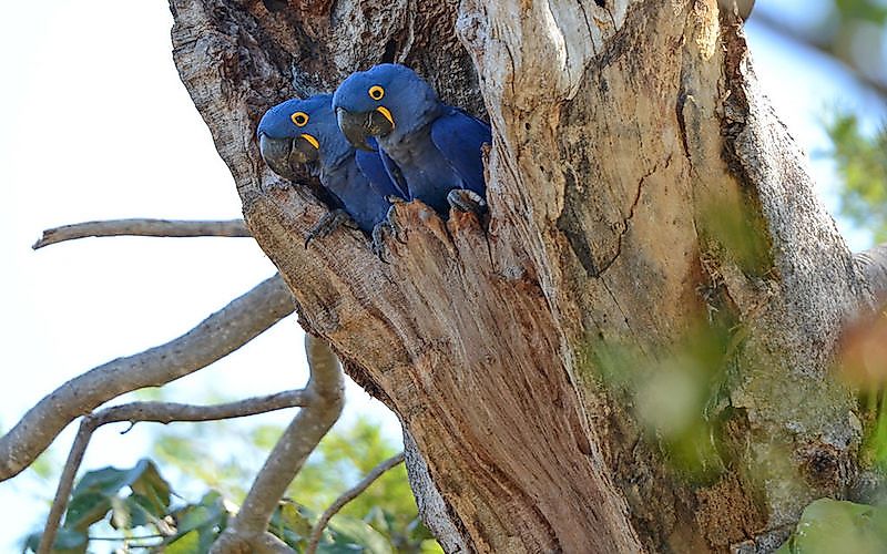 #2 Hyacinth Macaw