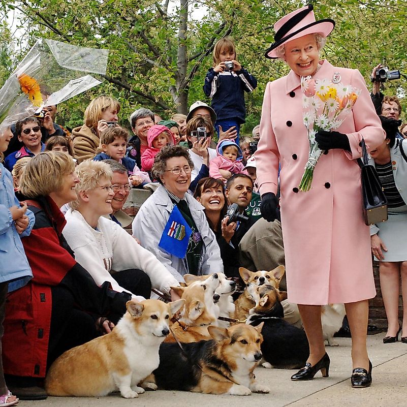 #10 She Has Owned Only One Specific Breed Of Dog