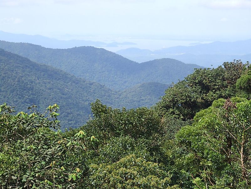 The Atlantic Forest is truly breathtaking. Image credit: wikimedia.org