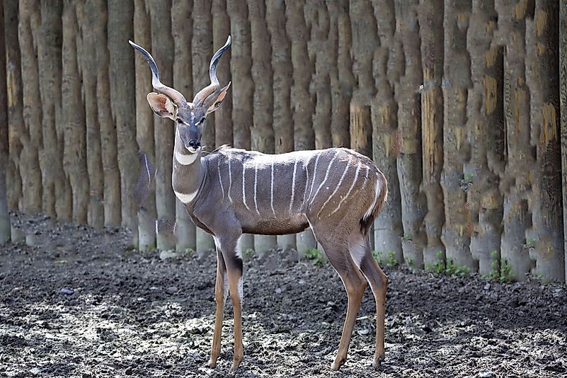 #6 Lesser kudu