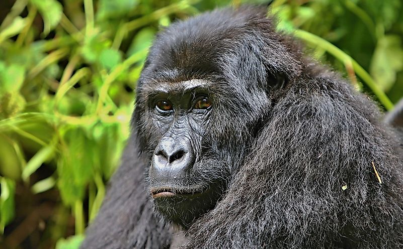 #4 Eastern Lowland Gorilla
