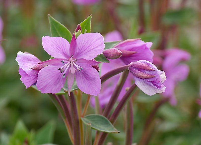 Fireweed flowers. Fireweed flowers.