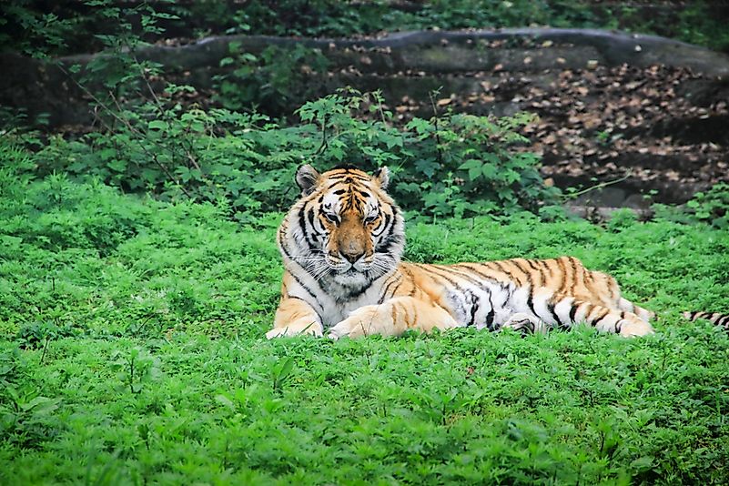 #7 South China tiger
