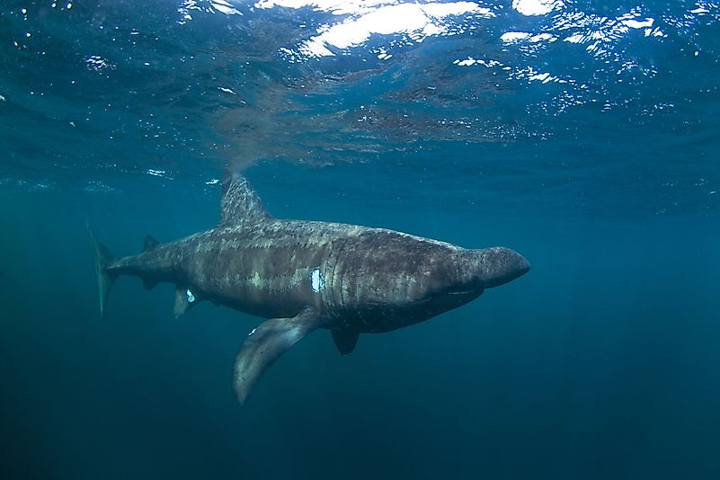 #2 Basking shark 