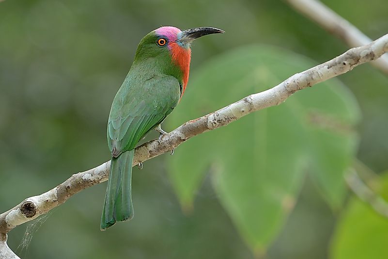 #5 Red-bearded Bee Eater
