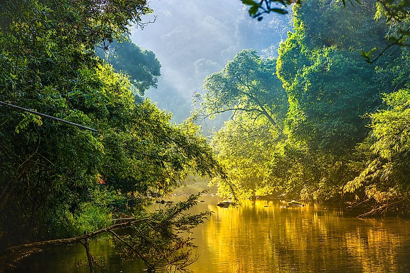 A typical scene of the rainforest in the DRC. A typical scene of the rainforest in the DRC.