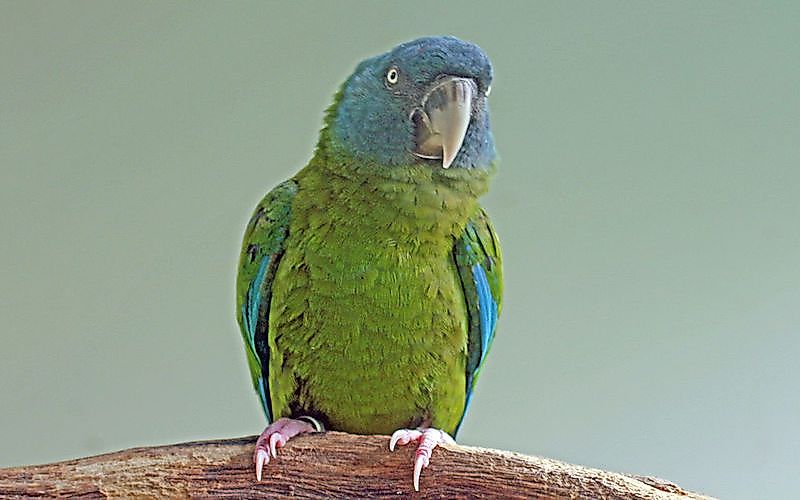 #14 Blue-Headed Macaw